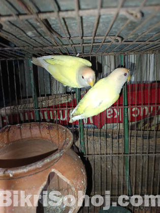 Crimino red eyes love birds pair